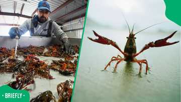 Elands Bay residents watch tons of crayfish die as red tide wipes out their livelihood
