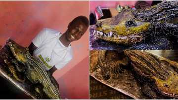 Man wows social media after baking crocodile cake, inspired by the holy spirit