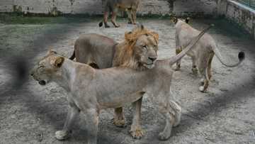 Going once, going twice... Pakistan lions up for auction