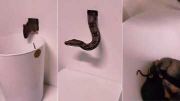 TikTok of man using snake to catch rat family of more than 10 gets 5M views, viewers applaud exterminator