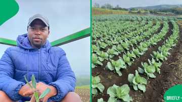"Allen, be very proud": Young farmer sells 20,000 cabbages in just 4 days, SA inspired