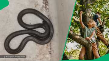 "Prepare for lots of pain": 2 KZN kids get bitten by venomous snake without antivenom, South Africa mortified