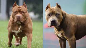 Pitbull jumps over fence and mauls 8-year-old boy to death, SA angry: "Owner should be imprisoned"