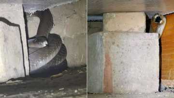 Nick Evans finds 2 different black mambas behind the same bed in 1 week, Mzansi is intrigued