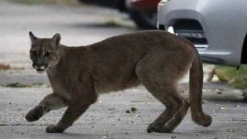 Unreal: Mother fights off mountain lion with bare hands to save son