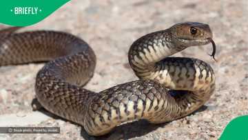 A viral video shocked viewers as massive snakes dropped from a collapsing ceiling, leaving Mzansi horrified