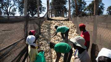 Zim government plans to deploy security forces to force farmers to sell maize stocks to GMB