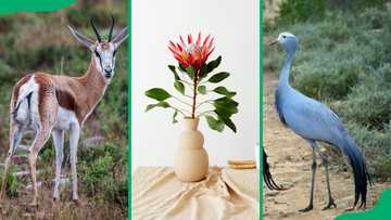 What are the national symbols of South Africa and what do they mean?