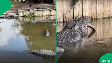 Monster alligator shocks tourists after brutally eating smaller gator in front of crowd