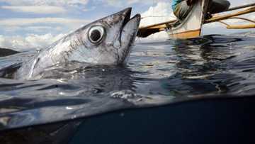 Billions of people rely on wild species for food, fuel, income: UN