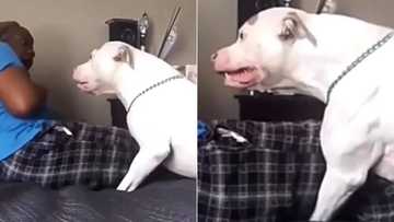 TikTok video of pit bull growling in owner's face gets 2.5M views, dog expert discusses dealing with aggressive dog