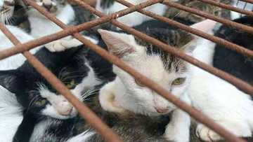 Chinese police rescue 150 cats headed for dinner tables