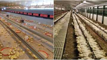 Man who is into poultry farming showcases his hustle, wows social media with his success