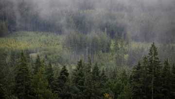 Canada to challenge latest US duties on softwood lumber
