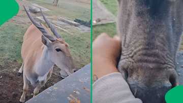 "If Snow White was filmed in SA ": Afrikaner woman's bond with farm wildlife entertains Mzansi