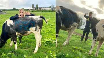 Farmer proposes to girlfriend by writing proposal on cows: “Marry me?”