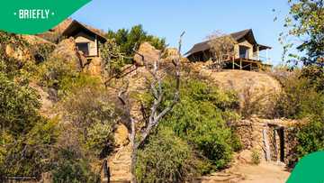 Giant snake visits guests in chalet at Limpopo game reserve in video