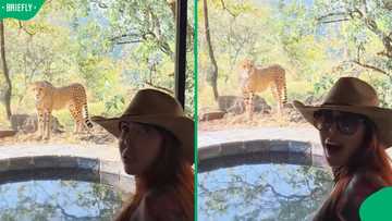 “They’re harmless”: Mzansi reacts as JoJo Robinson & husband have close call with cheetah in KZN