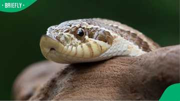 Dead puff adders wash up on Jeffreys Bay Beach after floods, residents warned