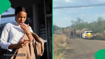 Elephant herd closes in on vehicle in Pilanesberg National Park in viral video