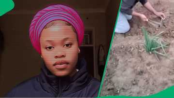 Broke college student's garden in res to combat rising cost of living impresses South Africa