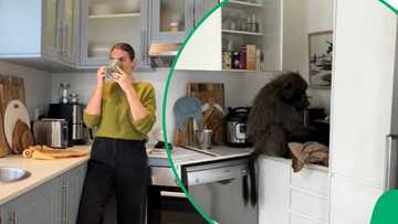 Not in this economy, sir!: A hungry baboon broke into a cook's kitchen and made a juicy lunch