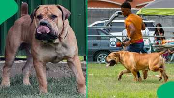 "Where are you even going?": Boerboel takes man on a walk in hilarious SA moment