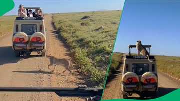 "Poverty saved me": Cheetah jumps on Safari car full of tourists in TikTok video, SA mortified