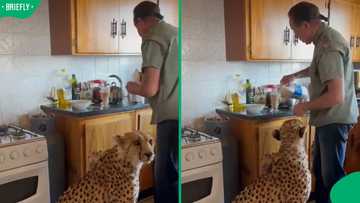“Give him whatever he wants”: Mzansi melts over cheetah enjoying coffee with The Lionman