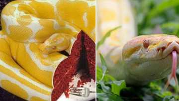 SA is not interested in custom Albino Burmese Python Cake