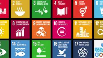Briefly News becomes UN Sustainable Development Goals Media Compact member