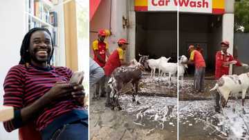 Viral video shows petrol attendants washing goats at a car wash, confused Saffas share their reactions