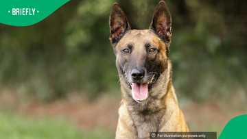 NSPCA to lay criminal charges against SAPS over K9 dog Sky's death in Pretoria