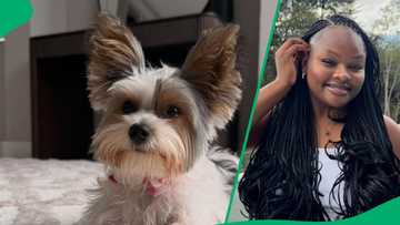 Grace Mondlana's lavish dog birthday bash: Celebration sparks buzz in TikTok videos