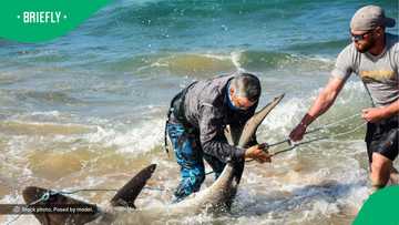 KZN fishermen get hands on live sharks caught in nets used for sardine run in video