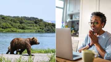 Family discovers 5 bears under their house, snoring noises were heard throughout winter