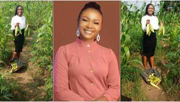 Gorgeous law student reaps bountiful maize harvest, shares cute photos