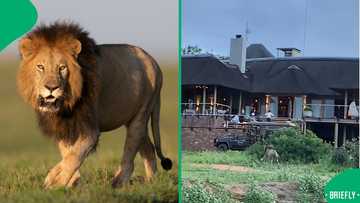 “He is hungry”: Lion charges at lodge guests after mating in viral video, SA reacts