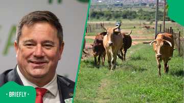 John Steenhuisen appoints council to combat Foot-and-Mount Disease outbreak in SA
