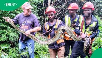 "Very brave of you guys": KZN snake catcher nabs massive 3m python, SA astonished