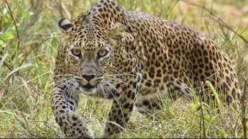 2 Brothers escape from leopard by hitting It with a birthday cake