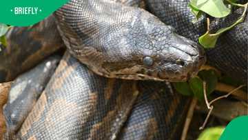 “Massive and beautiful”: Viral video of a huge snake climbing a tree stuns South Africans
