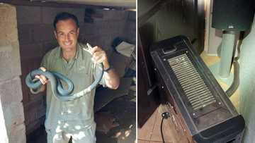 Mzansi snake rescuer Nick Evans snatches another black mamba who decided to chill with a guy in his lounge