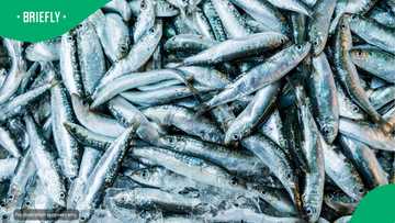 OR Tambo District warns coastal communities not to eat dead sardines washing ashore