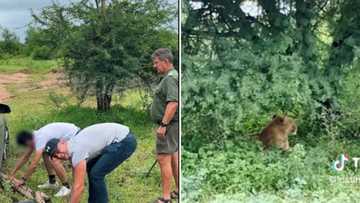 How to get band from the Kruger National Park: BMW driver learns the hard way not to go off road