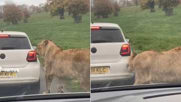 TikTok of lion trying to eat car gets 8M views, bizarre video leaves peeps thoroughly amused, "Well they are CARnivores"