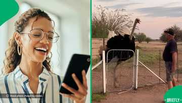 "The rest is history": Oom's dangerous mistake with ostrich amuses South Africans