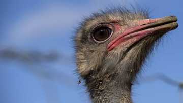 Australians unimpressed as British supermarkets begin selling SA ostrich meat