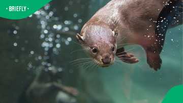 Reno swim instructor attacked by otter at Lake Tahoe, suffers serious injuries