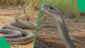 "Most deadly snake": Sounds of a black mamba caught on camera by KwaZulu-Natal photographer